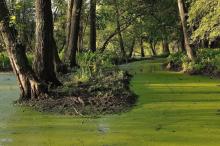 Konsultacje społeczne - obszary HCV i powierzchnie referencyjne