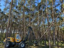 Postępowanie w trybie DSZ dla Nadleśnictwa Niedźwiady i Osusznica